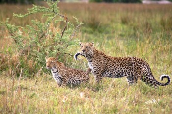 Safari and expedition to Botswana